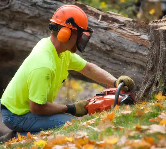 tree services Buffalo Lake